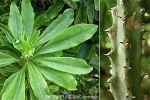 Enlarged Image of 'Euphorbia neriifolia'