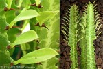 Enlarged Image of 'Euphorbia trigona'