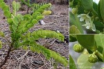 Enlarged Image of 'Phyllanthus societatas'