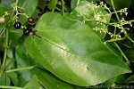 Enlarged Image of 'Cissus verticilliata QQBS'