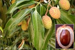 Enlarged Image of 'Litchi chinensis'