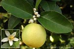 Lime (Citrus aurantifolia)