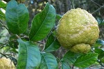 Rough Lemon (Citrus jambhiri)