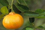 Enlarged Image of 'Citrus reticulata'