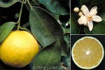 Enlarged Image of 'Citrus sinensis'