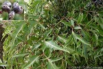 Fine-leafed Panax (Polyscias fruticosa)