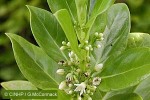 Enlarged Image of 'Geniostoma sykesii'