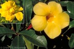 Enlarged Image of 'Allamanda cathartica'