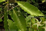 Enlarged Image of 'Alstonia costata'