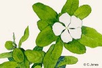 Enlarged Image of 'Catharanthus roseus'