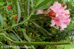 Enlarged Image of 'Nerium oleander'
