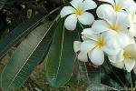 Enlarged Image of 'Plumeria obtusa'