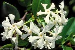 Star Jasmine (Trachelospermum jasminoides)