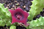 Enlarged Image of 'Huernia macrocarpa'