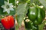 Capsicum / Bell Pepper (Capsicum annuum sweet varieties)