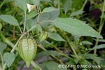 Enlarged Image of 'Physalis angulata'