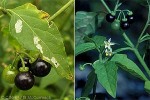 Small-flower Nightshade (Solanum americanum)