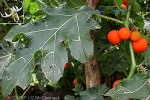 Spiny Necklace-berry (Solanum capsicoides)