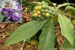 Enlarged Image of 'Solanum mauritianum'
