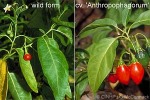 Enlarged Image of 'Solanum viride'
