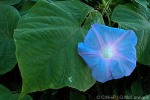 Common Morning-glory (Ipomoea indica)