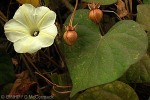 Obscure Morning-glory (Ipomoea obscura)