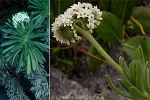 Heliotrope Flower (Heliotropium anomalum)