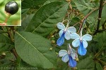 Butterfly Bush (Clerodendrum ugandense)