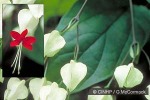 Enlarged Image of 'Clerodendrum thomsoniae'