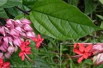 Enlarged Image of 'Clerodendrum X speciosum'