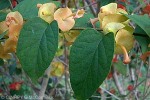 Enlarged Image of 'Holmskioldia sanguinea'