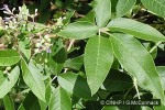 Medicinal Vitex (Vitex trifolia var. trifolia)