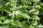 Enlarged Image of 'Ocimum basilicum'