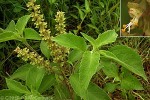 Wild Basil (Ocimum gratissimum)