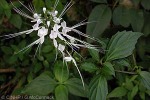 Cat's-whiskers (Orthosiphon aristatus)