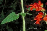 Red Sage (Salvia coccinea)