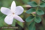 Royal Jasmine (Jasminum grandiflorum)