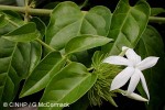 Enlarged Image of 'Jasminum multiflorum'