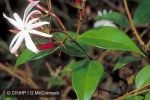 Enlarged Image of 'Jasminum nitidium'