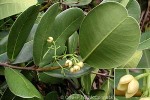 Madagascar Olive (Noronhia emarginata)