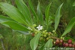 Cook Islands Myoporum (Myoporum wilderi)