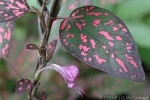 Enlarged Image of 'Hypoestes phyllostachya'