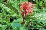 Enlarged Image of 'Justicia carnea'