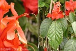 Enlarged Image of 'Pachystachys coccinea'