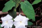 Enlarged Image of 'Thunbergia fragrans'