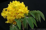 Gold Tree (Tabebuia donnell-smithii)
