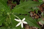 Star-of-Bethlehem (Hippobroma longiflora)