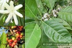 Enlarged Image of 'Coffea canephora'