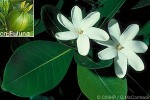 Tahitian Gardenia (Gardenia taitensis)