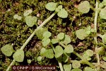 Enlarged Image of 'Hedyotis callitrichoides'